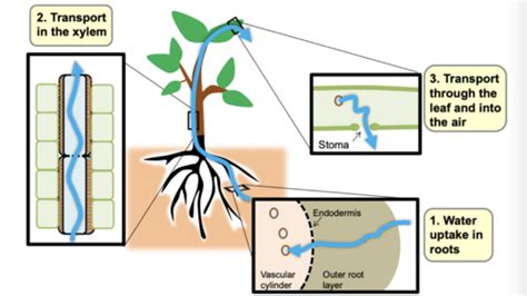 Mass Transport In Plants Xylem Flashcards Quizlet