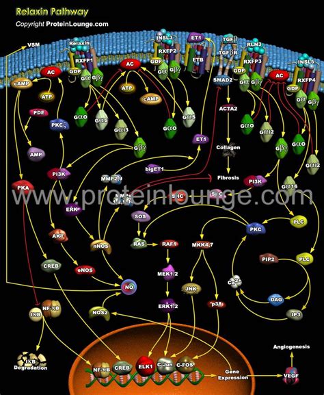 Biological Databases And Tools Relaxin Pathway Protein Lounge