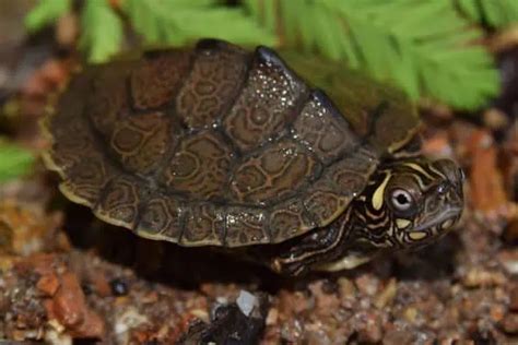15 Species Of Turtles Living In Tennessee Wildlife Informer