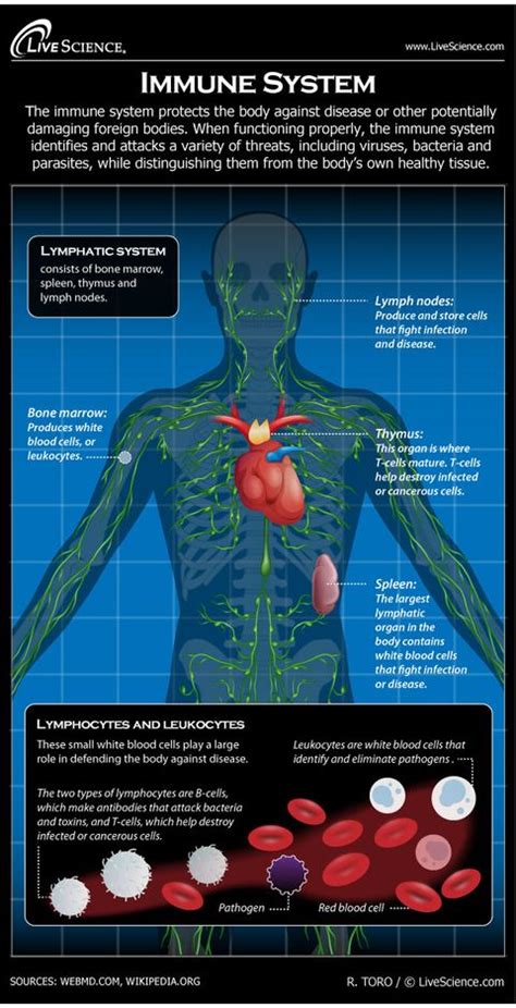 Human Immune System Diagram How It Works Live Science