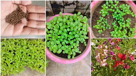 How To Grow Balsam From Seeds With Update गलमहद गल तबरय क बज