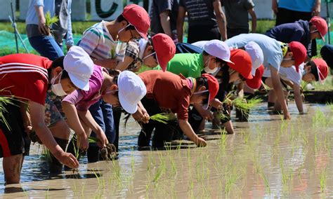 山間地域の高槻市立樫田小学校で一足早い田植え体験 高槻市のプレスリリース