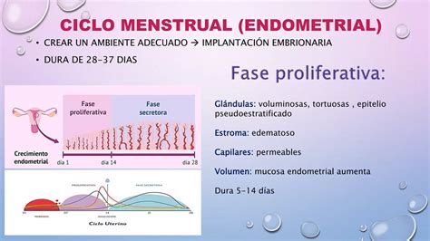 Ciclo Hormonal PPT