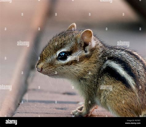 Chipmunk baby enjoying their surrounding Stock Photo: 216524752 - Alamy