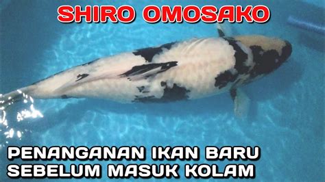 CARA KARANTINA IKAN BARU SEBELUM MASUK KOLAM YouTube