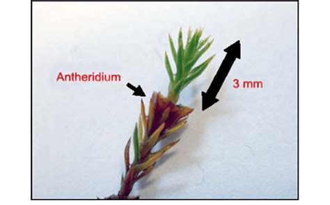 Length Growth Of Male Gametophyte Moss Plant Of Polytrichum Hyperboreum Download Scientific