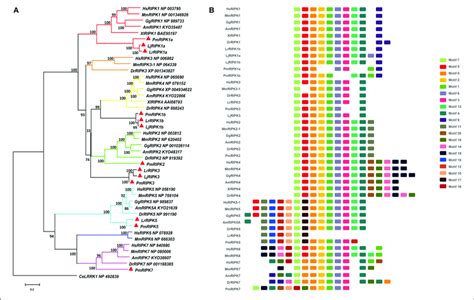 Phylogenetic Relationships And Architecture Of Conserved Protein