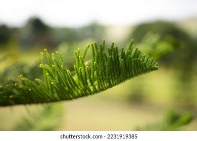 Close Up Norfolk Island Pine Araucaria Heterophylla Stock Photo