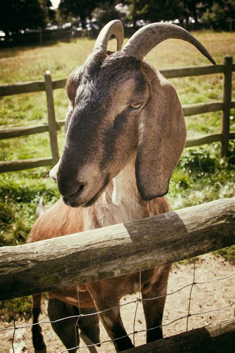 Goat Free Stock Photo Public Domain Pictures