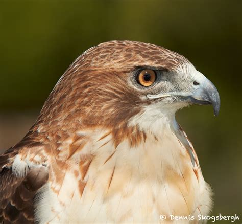 Favorite Bird Portraits Dennis Skogsbergh Photographydennis