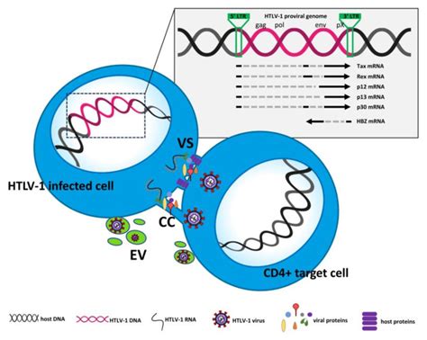 Schematic Representation Of Htlv Cell To Cell Transmission Vs