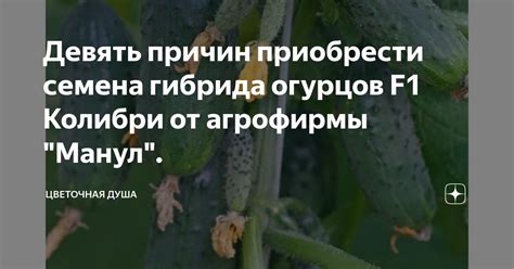 Девять причин приобрести семена гибрида огурцов F1 Колибри от агрофирмы ...