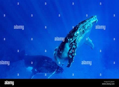 Humpback Whales Swimming Underwater Hi Res Stock Photography And Images