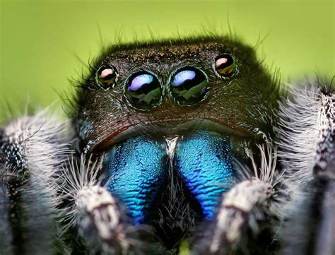 Beautiful Macro Photography Of Jumping Spiders