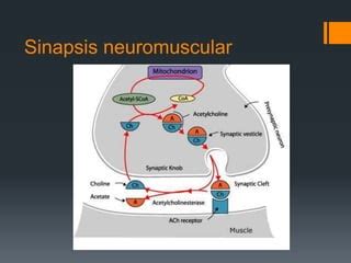 Bloqueadores Neuromusculares Ppt