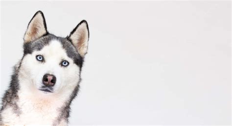 Download Funny Huskies Blue Eyes On White Picture | Wallpapers.com