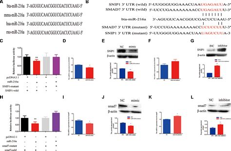 Frontiers Micro Ribonucleic Acid A Regulates Bovine Primary Muscle