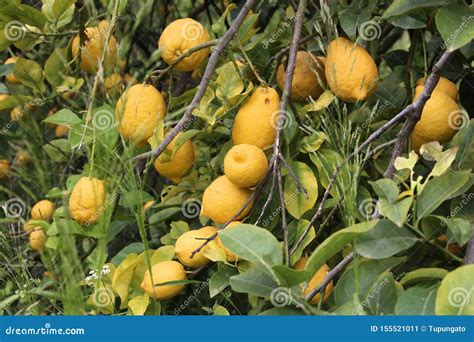 Wild Lemon Tree Stock Image Image Of Scenic Lemon 155521011