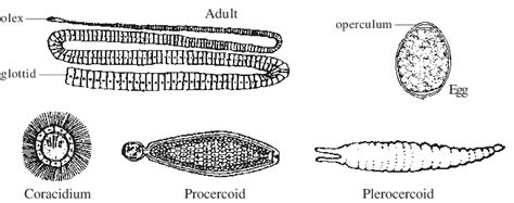 Diphyllobothrium latum. | Download Scientific Diagram