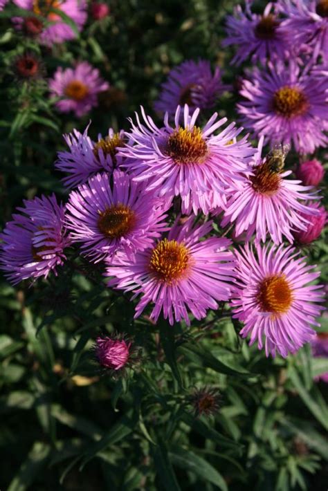 Aster Novae Angliae Barrs Pink Frikarti Stauden AG