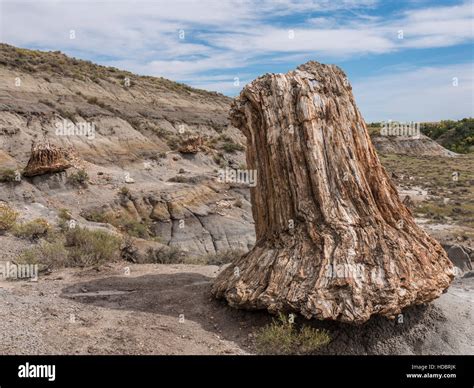 Versteinertes Holz St Mpfe North Versteinerten Wald South Unit