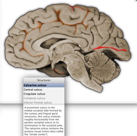 Neuroscience Flashcards Quizlet