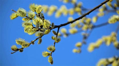 How To Plant Grow And Care For Pussy Willow Salix Spp