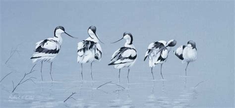 british birds Wildlife Artists, Bird Prints, Limited Edition Prints, Bird Art, Birds, Robert ...