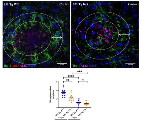 Reduced Microglial Clustering Around The Plaques In Tg Ko Mice