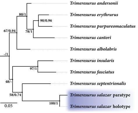 Species New to Science: [Herpetology • 2020] Trimeresurus salazar • A ...