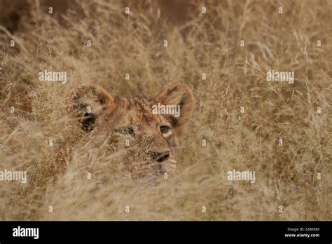 Lion Hiding In Tall Grass Stock Photos Image 6606653