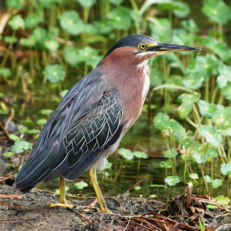 Green Heron Department Of Biology Csusb