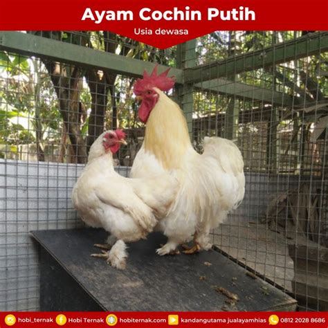 Ready Stock Berbagai Jenis Ayam Hias Hobi Ternak