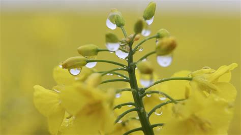 Rheinland Pfalz Und Saarland Schauer Und Gewitter Erwartet Welt