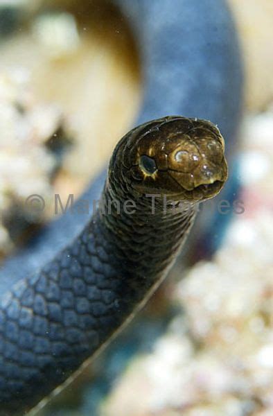 Turtle Headed Sea Snake