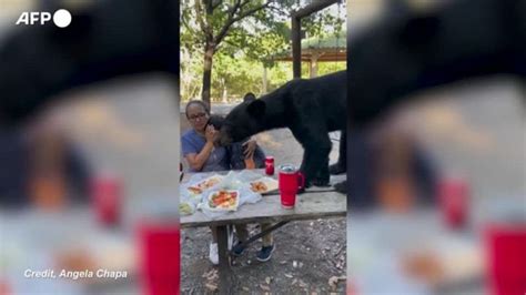 Messico Aggiungi Un Posto A Tavola Orso Irrompe Al Picnic E Gradisce