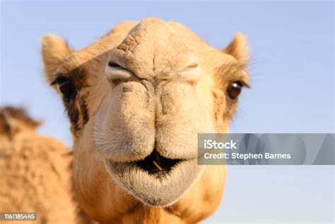 Closeup Of A Camels Nose And Mouth Nostrils Closed To Keep Out Sand