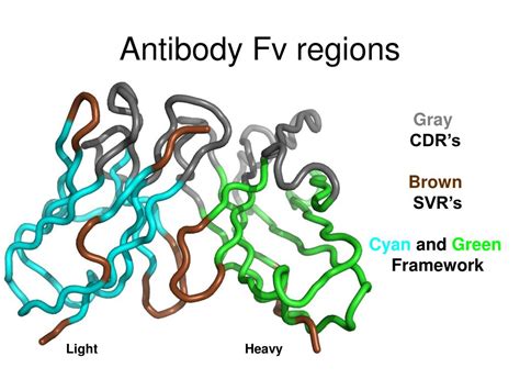 Ppt Exploring The Need For A New Antibody Homology Modeling Protocol