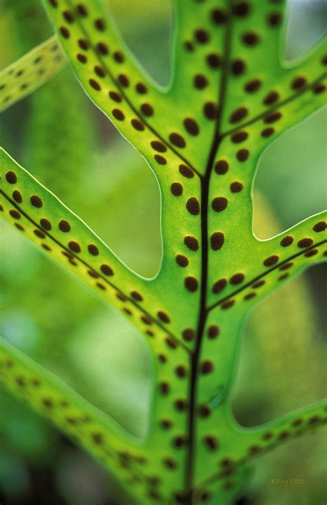 Hawaiian Laua'e Fern Photograph by Kathy Yates