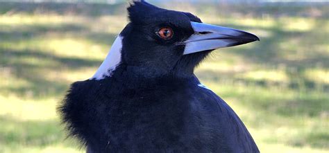 Your daily dose of derpy bird! : r/magpies