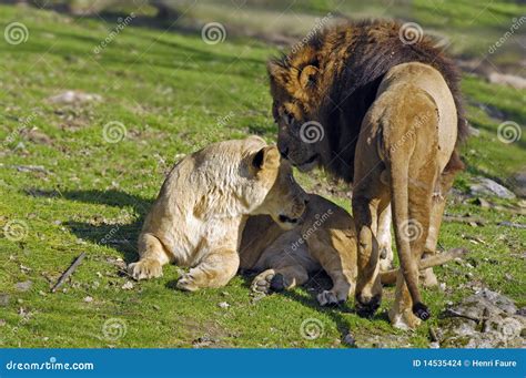 Lions Mating Stock Photo Image Of Mammals Lion Hair