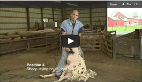 New Videos Teach Sheep Shearing - Cornell Small Farms