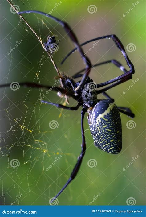 Giant Wood Spider Stock Image Image Of Macro Giant