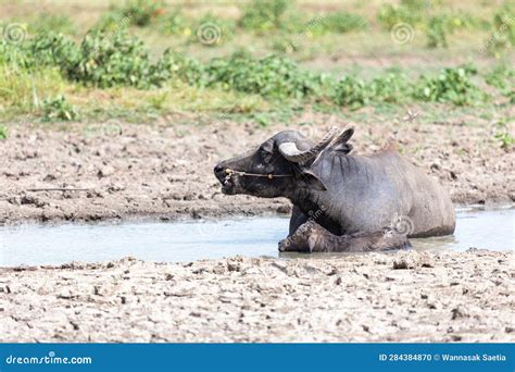 Water Buffalo In Paddy Field Thailand Bubalus Bubalis Stock Photo