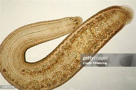 Leech Photos And Premium High Res Pictures Getty Images