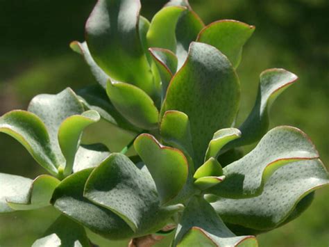 Crassula Arborescens Subsp Undulatifolia Ripple Jade World Of Succulents