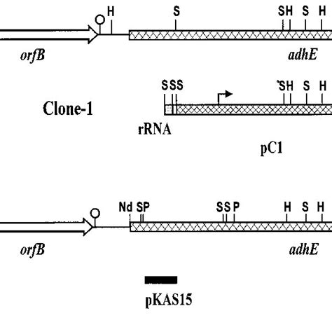 Genetic Maps Of The Adhe Chromosomal Regions Of L Lactis Mg1363 And Download Scientific