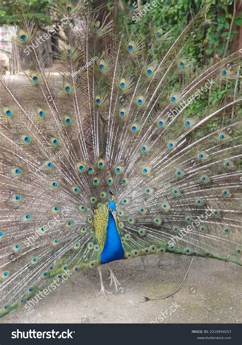 Peacock Mating Season Trying Attract Female Stock Photo 2210954257 ...