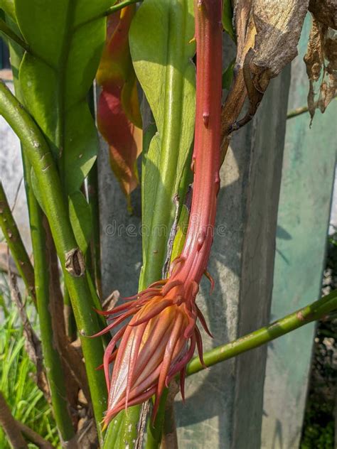 The Flower Bud Of Queen Of The Night Epiphyllum Oxypetalum Stock Image