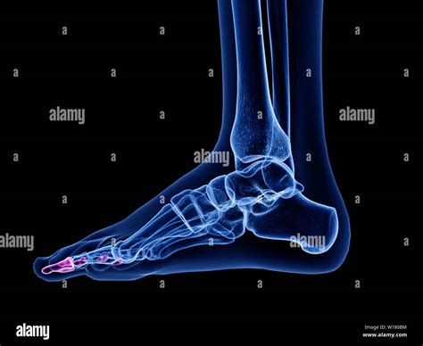distal phalanx bones  res stock photography  images alamy